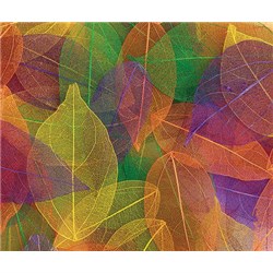 Skeleton Leaves Coloured Small 100